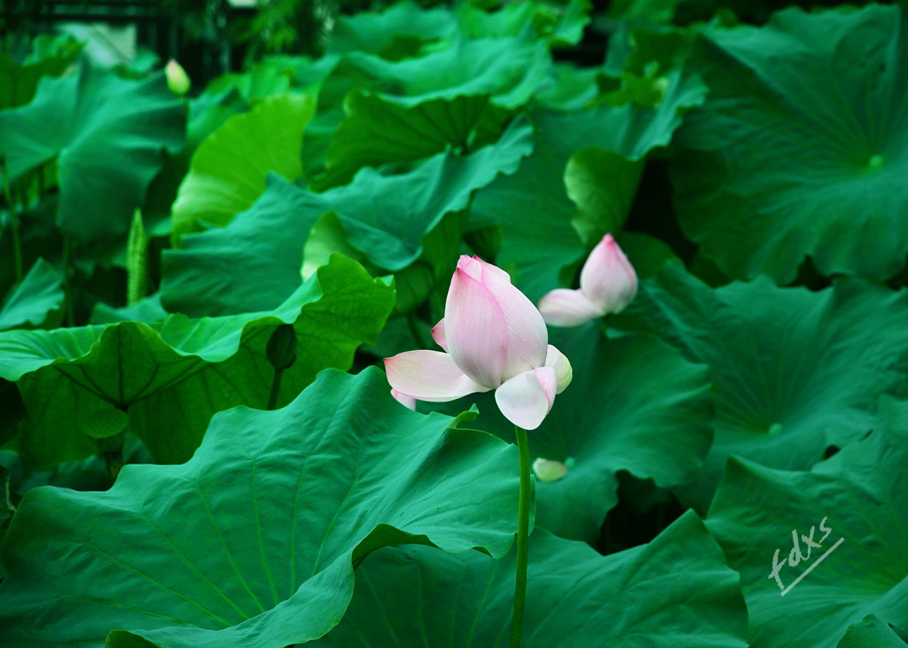荷塘莲影x10.jpg