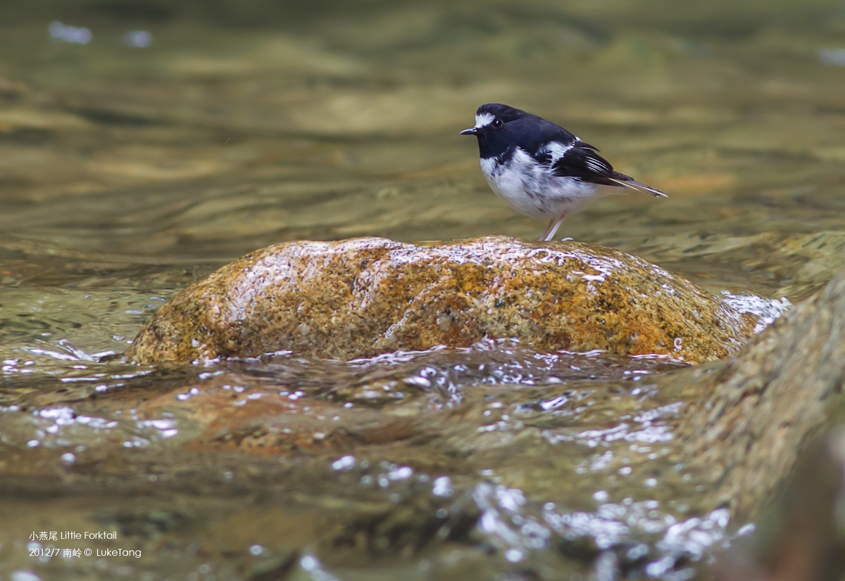 小燕尾 Little Forktail.jpg