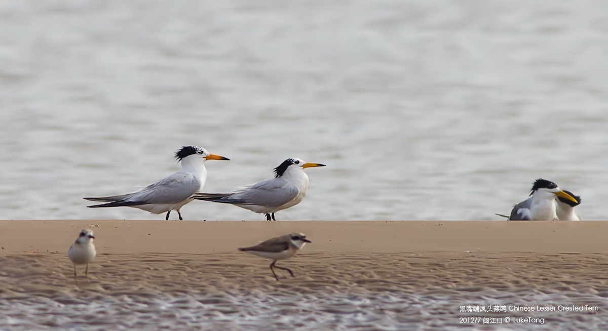 黑嘴端凤头燕鸥 Chinese Lesser Crested Tern.jpg