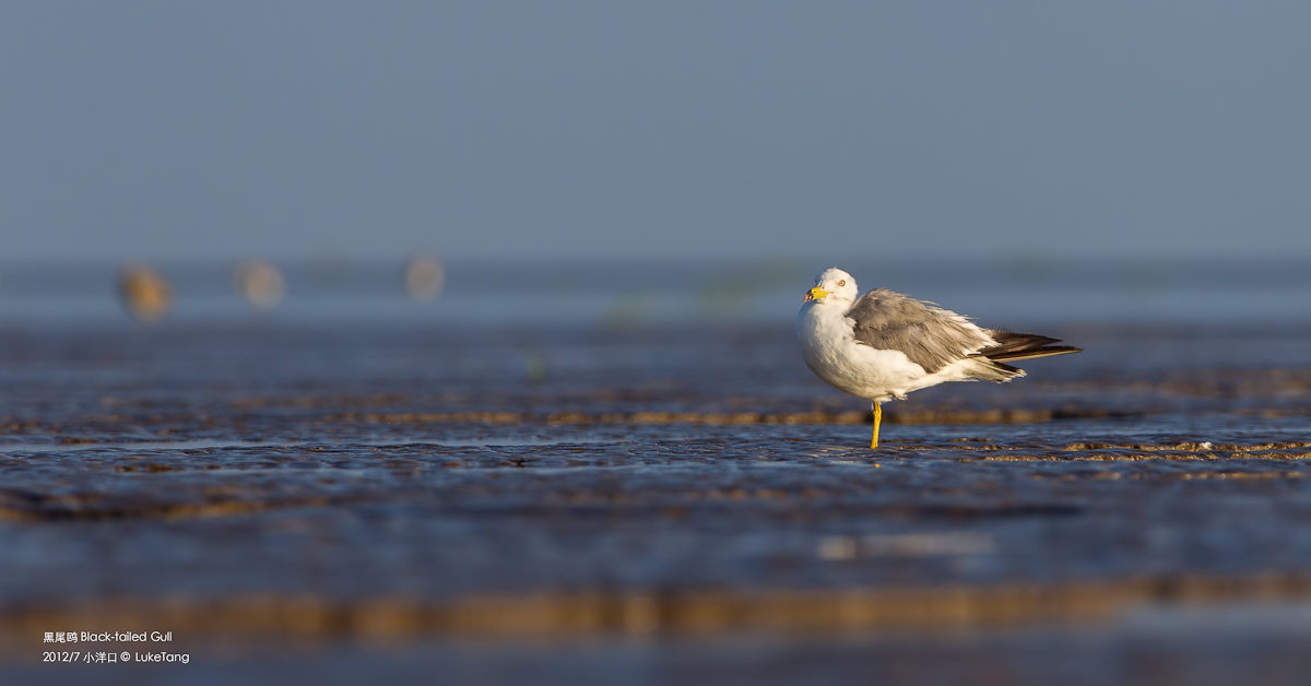 黑尾鸥.jpg