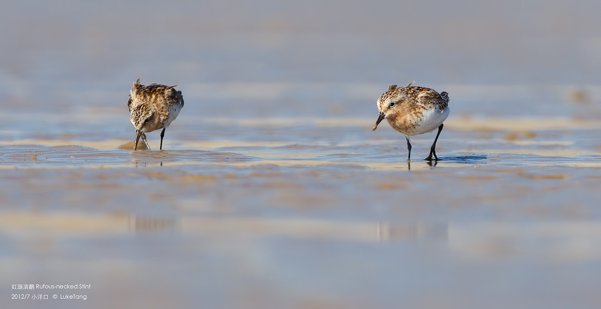 红颈滨鹬 Rufous-necked Stint.jpg