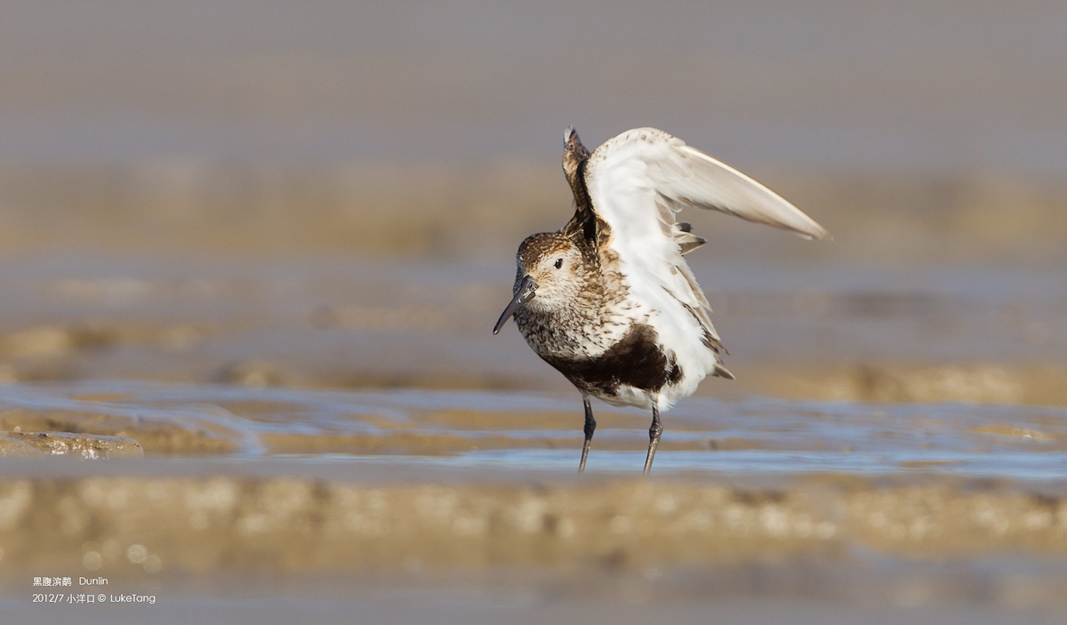 黑腹滨鹬 Dunlin.jpg