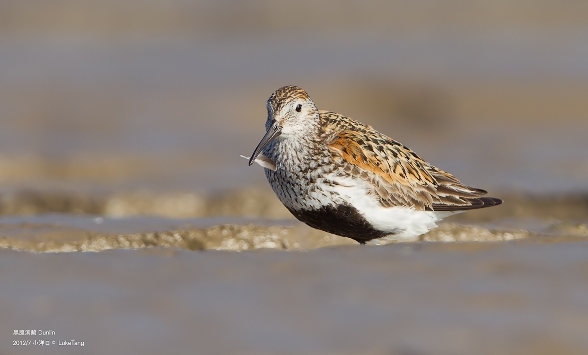 黑腹滨鹬 Dunlin-1.jpg