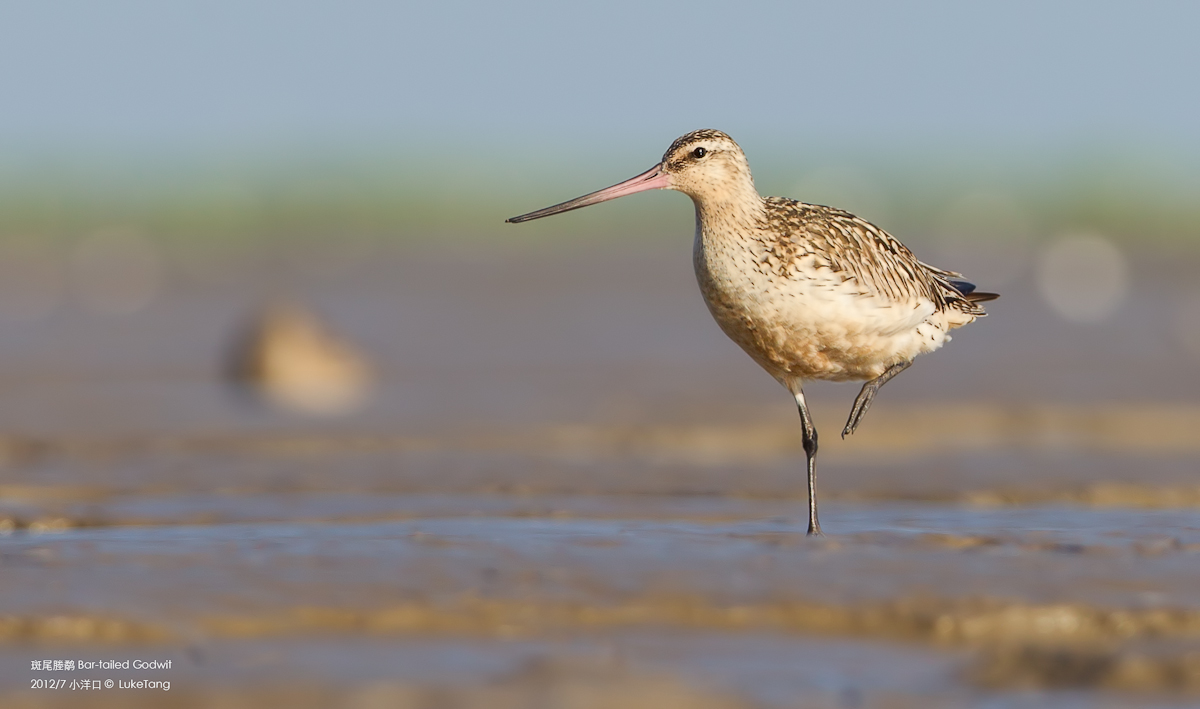 斑尾塍鹬 Bar-tailed Godwit.jpg