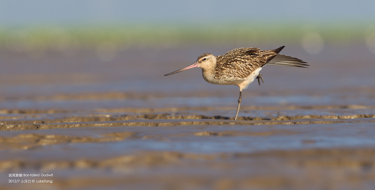 斑尾塍鹬 Bar-tailed Godwit-1.jpg