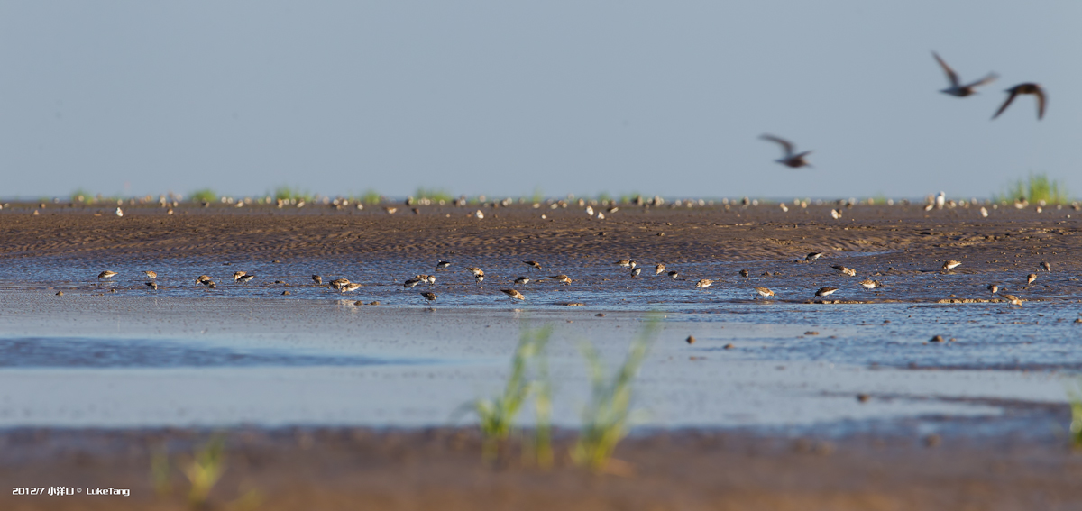 涨潮前鸟群.jpg