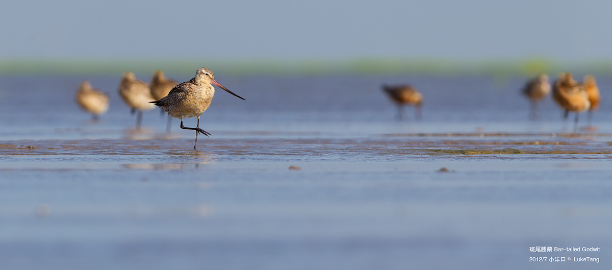 斑尾塍鹬 Bar-tailed Godwit3.jpg