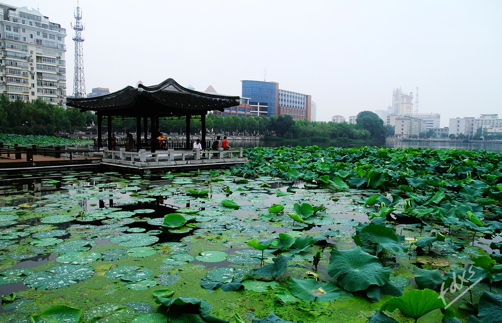 荷塘、赏荷01x.jpg