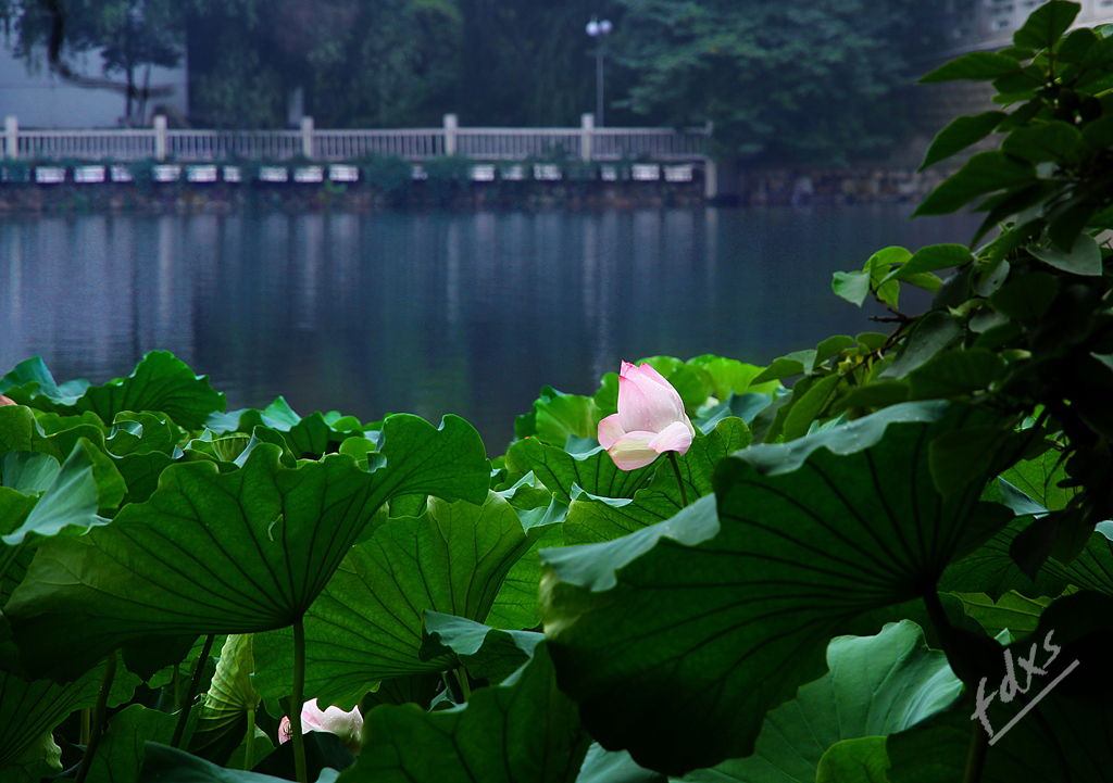 荷塘、赏荷04x.jpg