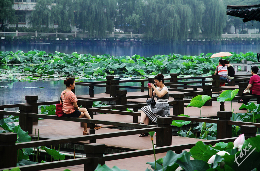 荷塘、赏荷05x.jpg