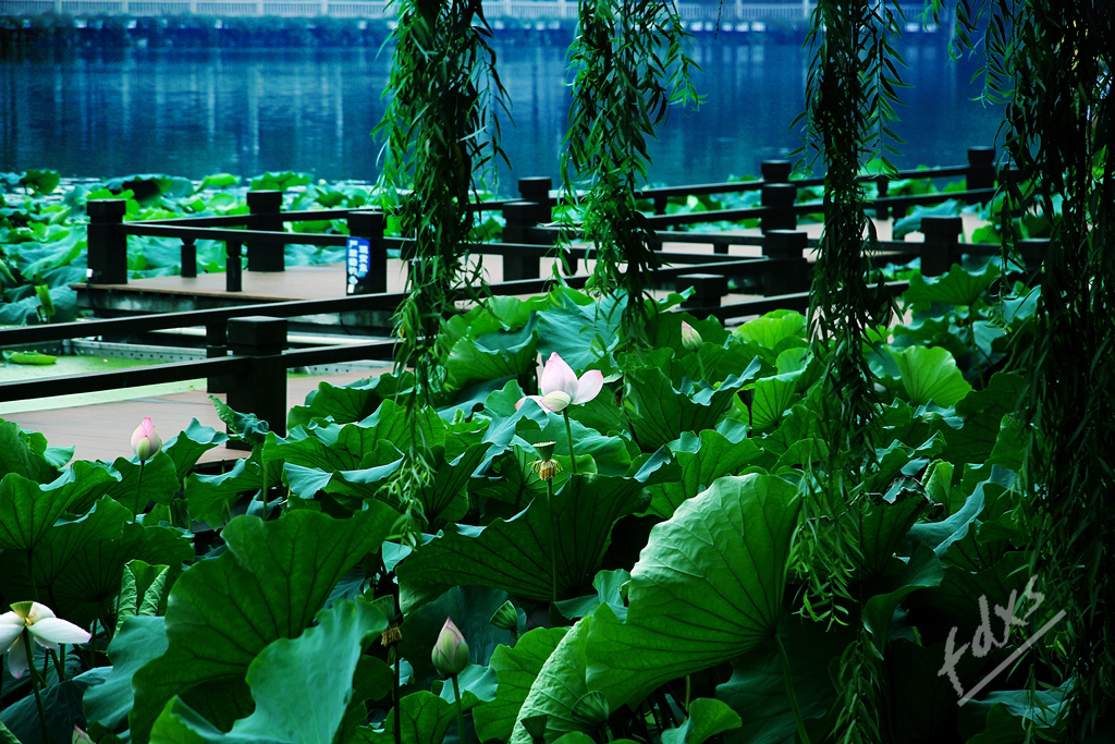 荷塘、赏荷12x.jpg