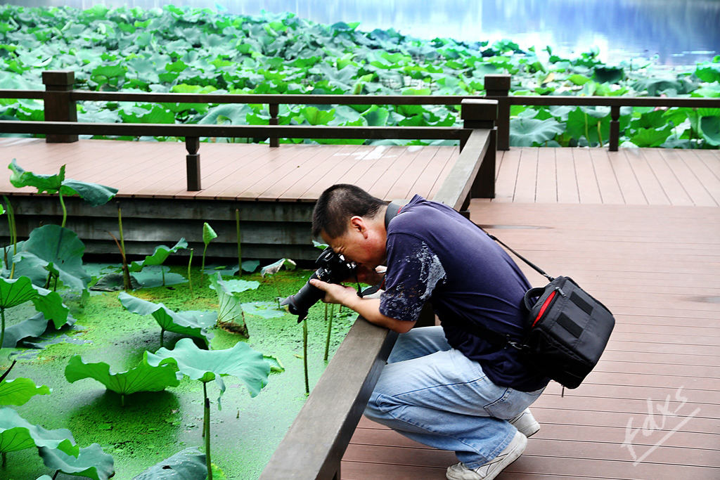 荷塘、赏荷13x.jpg