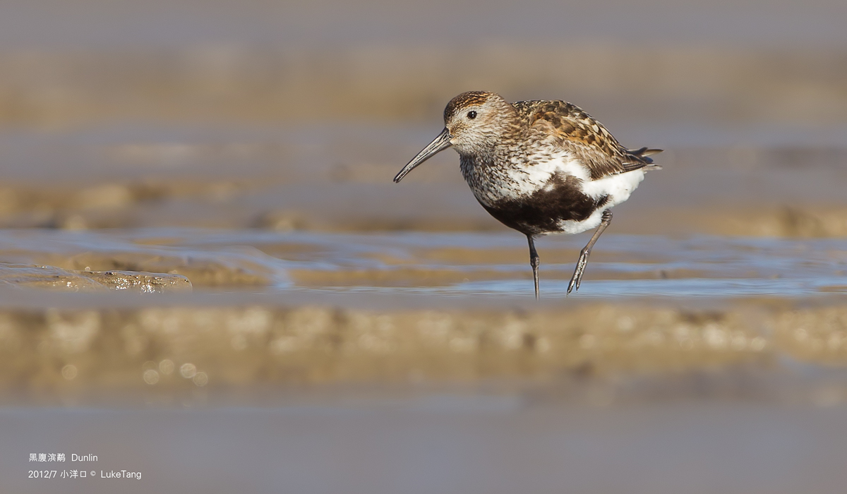 黑腹滨鹬  Dunlin-3.jpg