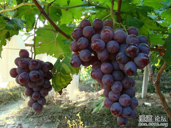 巨峰葡萄_副本.jpg