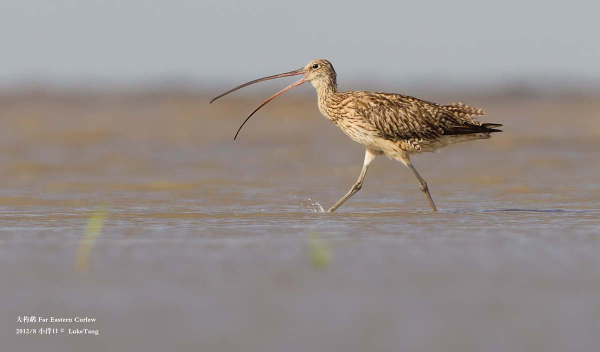 大杓鹬 Far Eastern Curlew-1.jpg