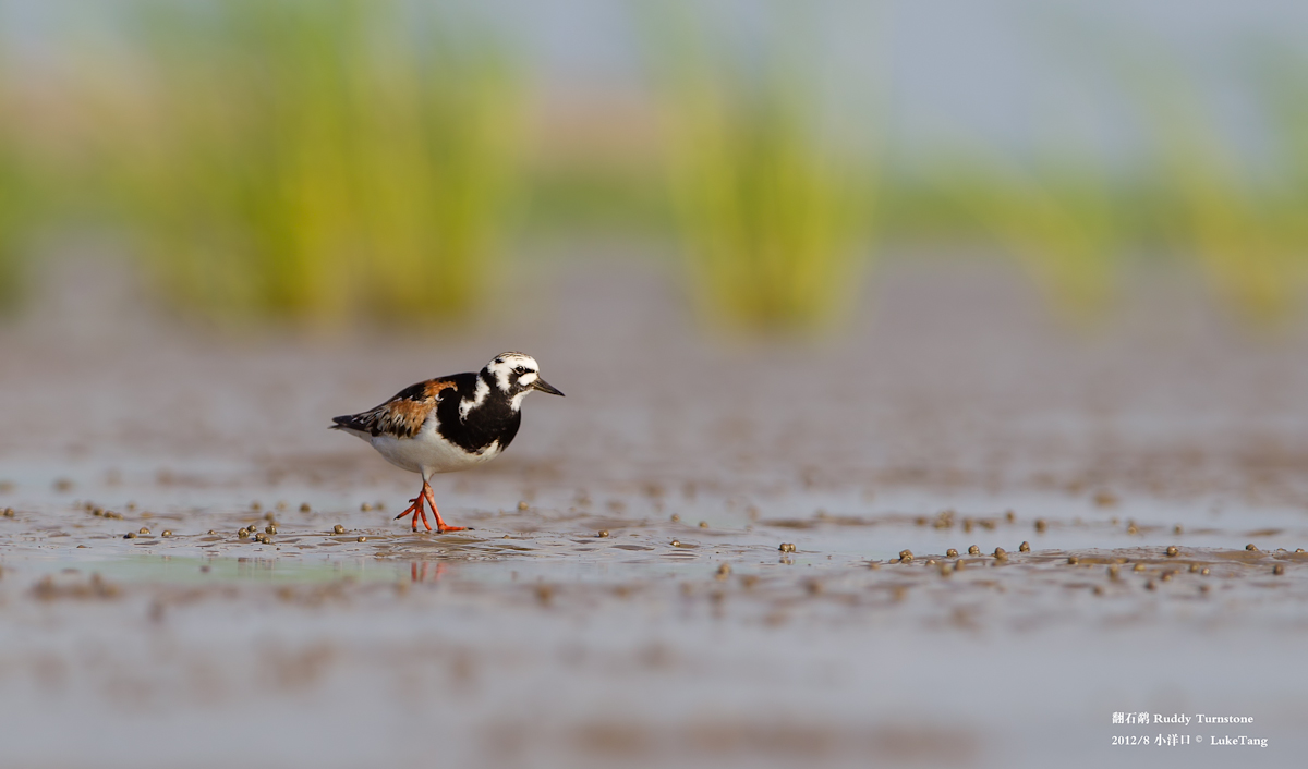 翻石鹬 Ruddy Turnstone-1.jpg