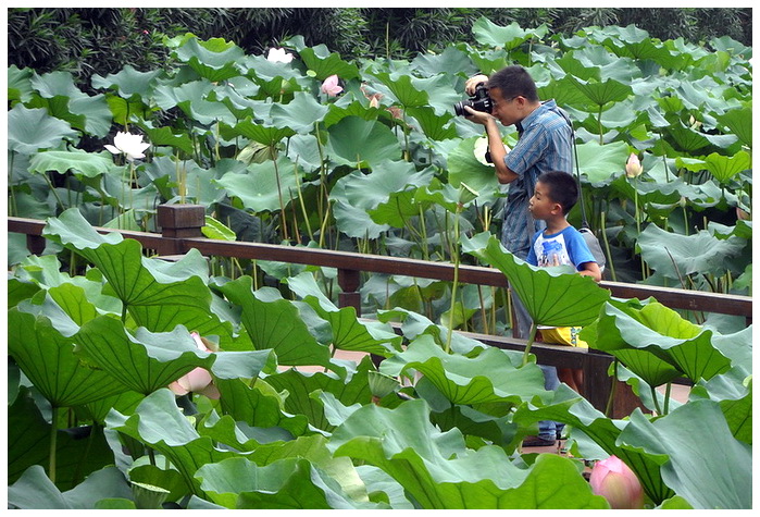 SAM_4576摄荷.jpg