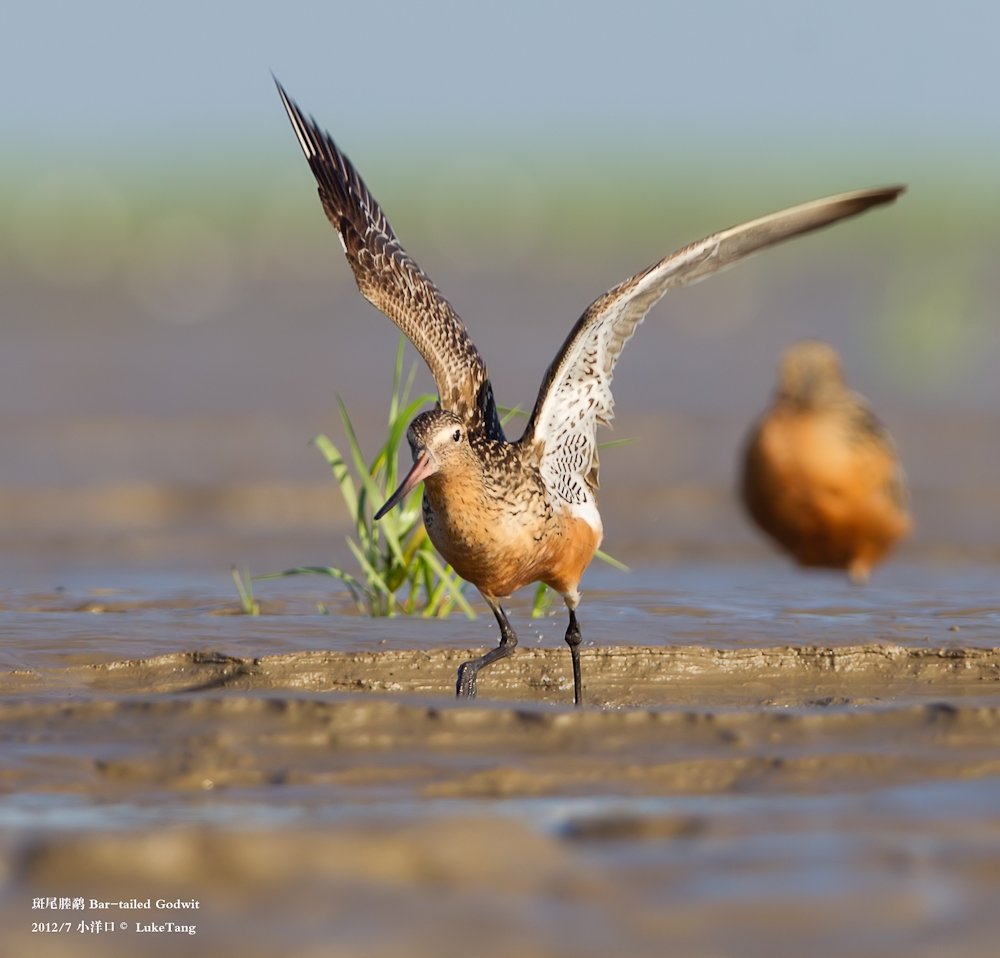 斑尾塍鹬 Bar-tailed Godwit-6.jpg