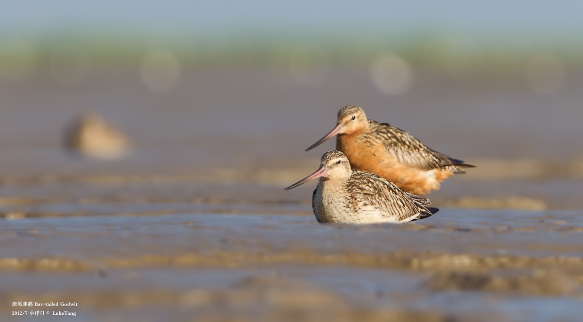 斑尾塍鹬 Bar-tailed Godwit-5.jpg