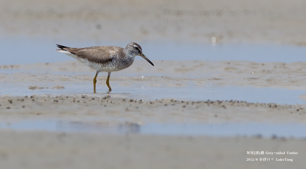 灰尾[漂]鹬 Grey-tailed Tattler.jpg