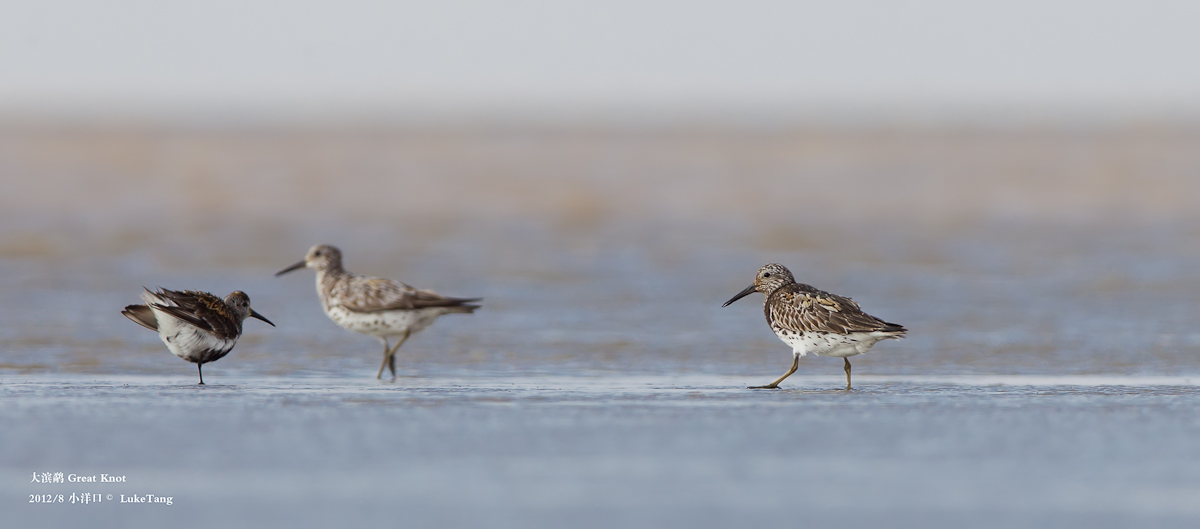 大滨鹬 Great Knot.jpg