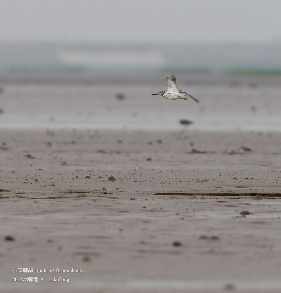 小青脚鹬 Spotted Greenshank-1.jpg