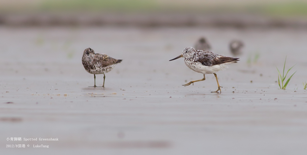 小青脚鹬 Spotted Greenshank.jpg