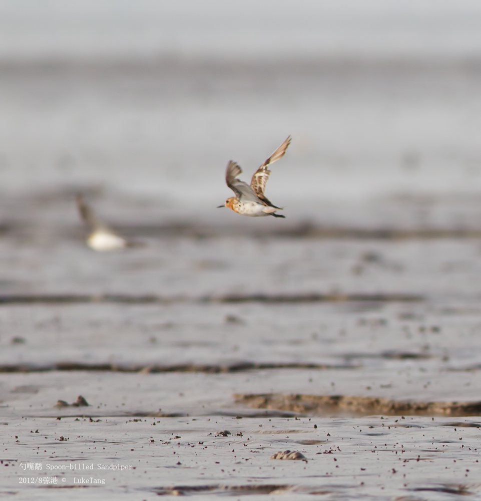 勺嘴鹬 Spoon-billed Sandpiper.jpg