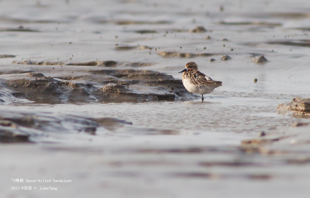 勺嘴鹬 Spoon-billed Sandpiper-1.jpg