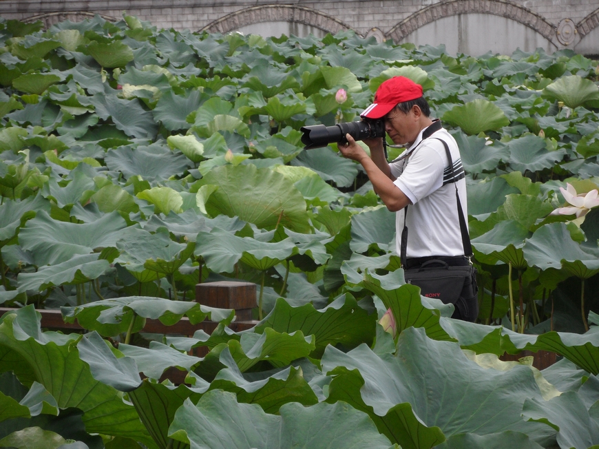 SAM_7086摄荷.JPG