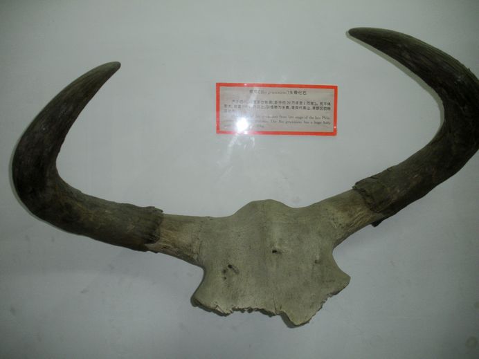 大家 说这是什么？