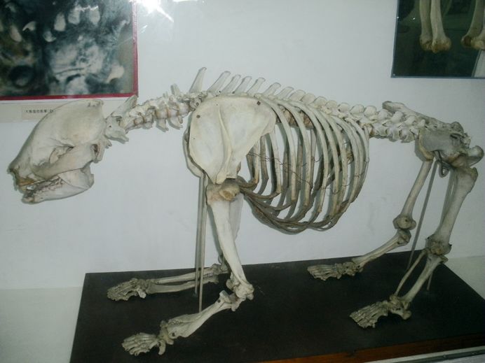 侏罗纪时代的生物