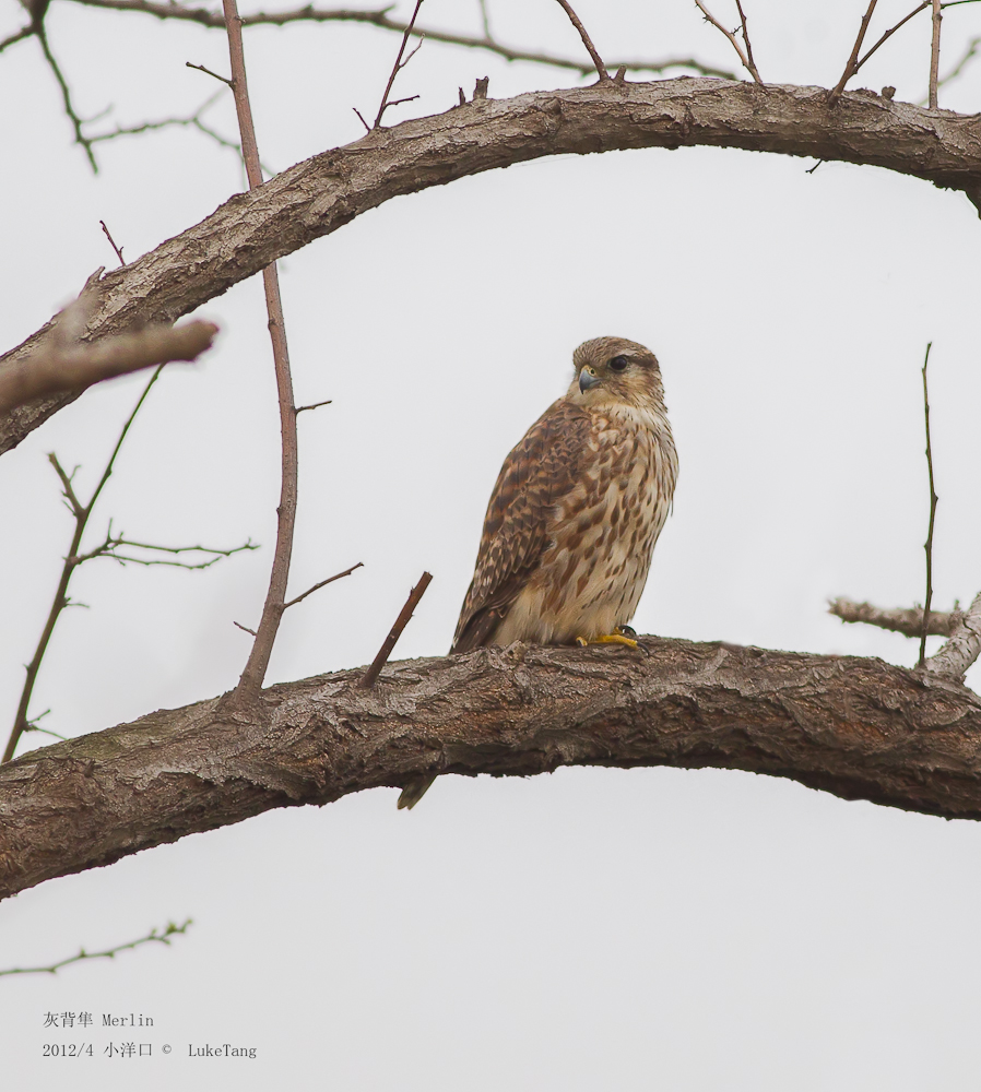 灰背隼 Merlin.jpg