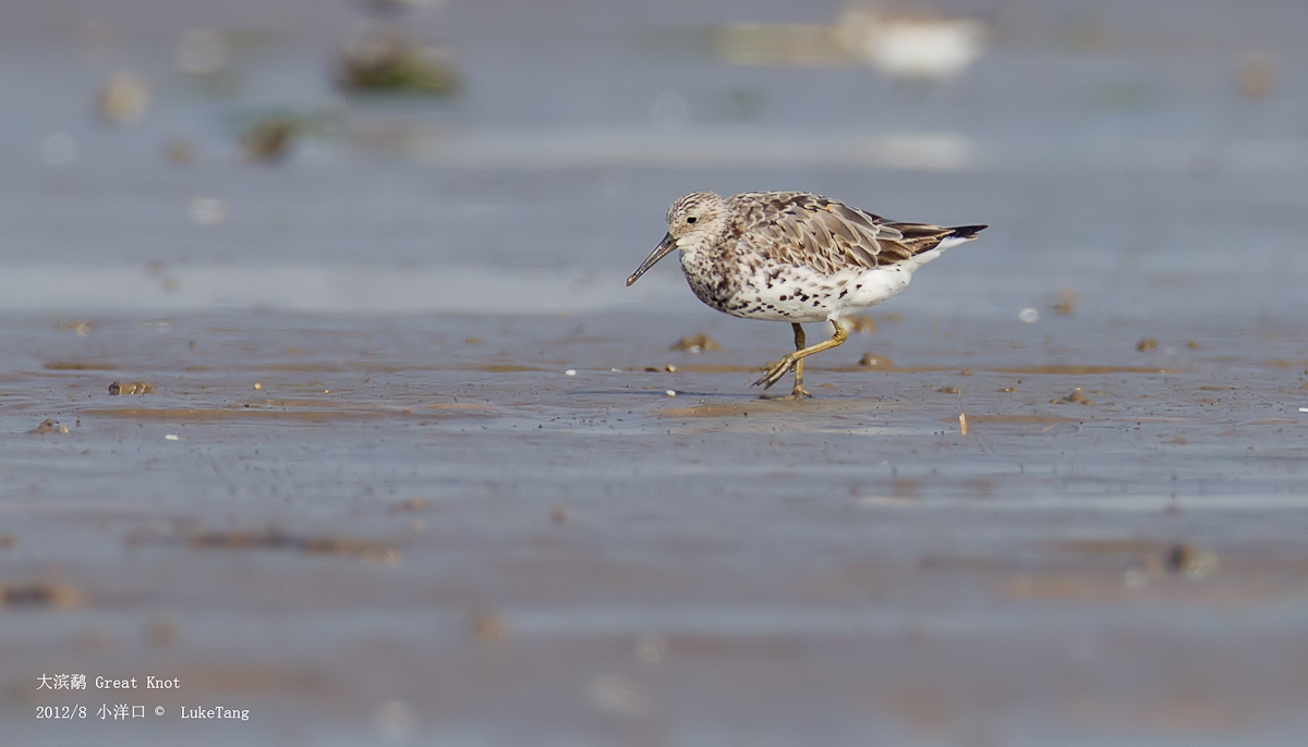 大滨鹬 Great Knot.jpg