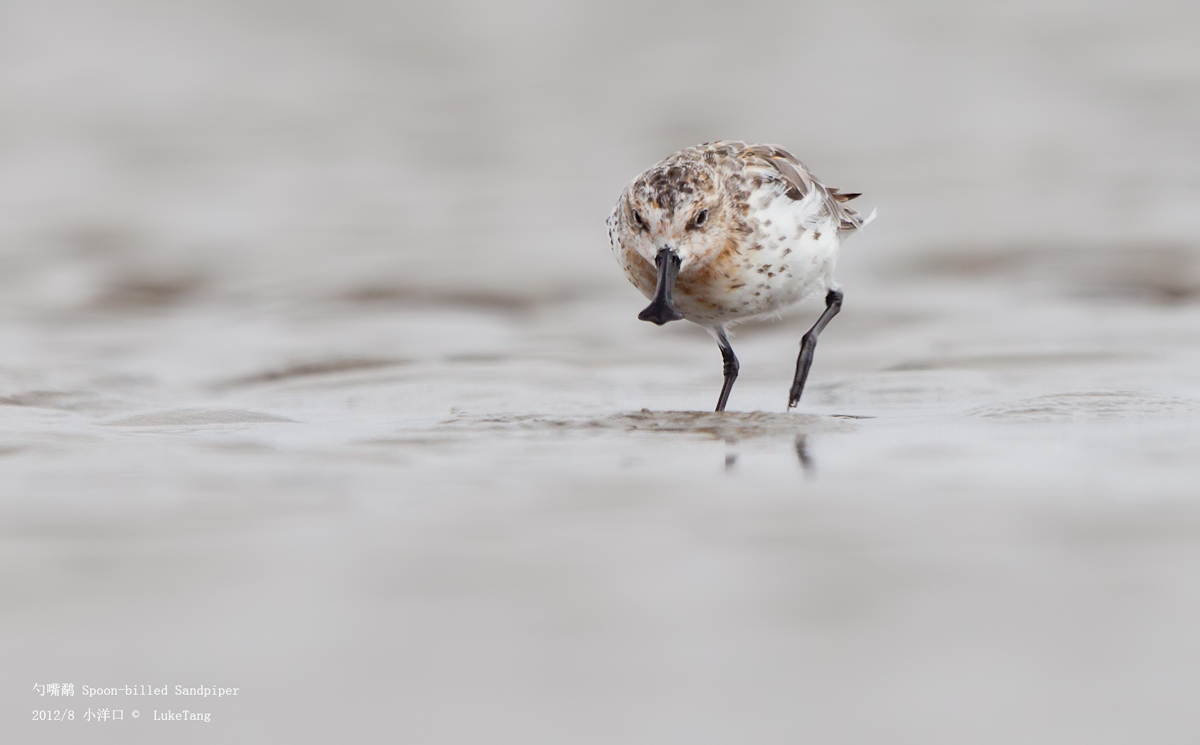 勺嘴鹬 Spoon-billed Sandpiper-9.jpg