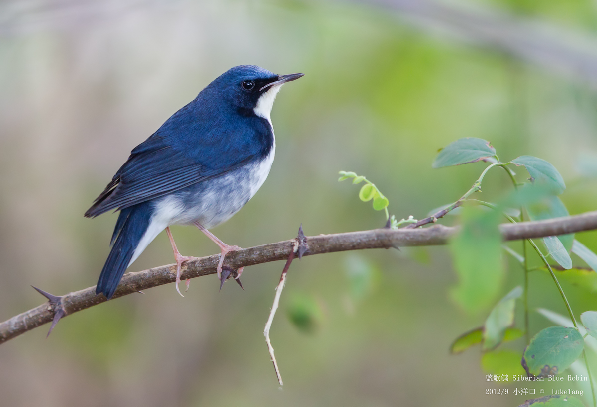 蓝歌鸲 Siberian Blue Robin2.jpg