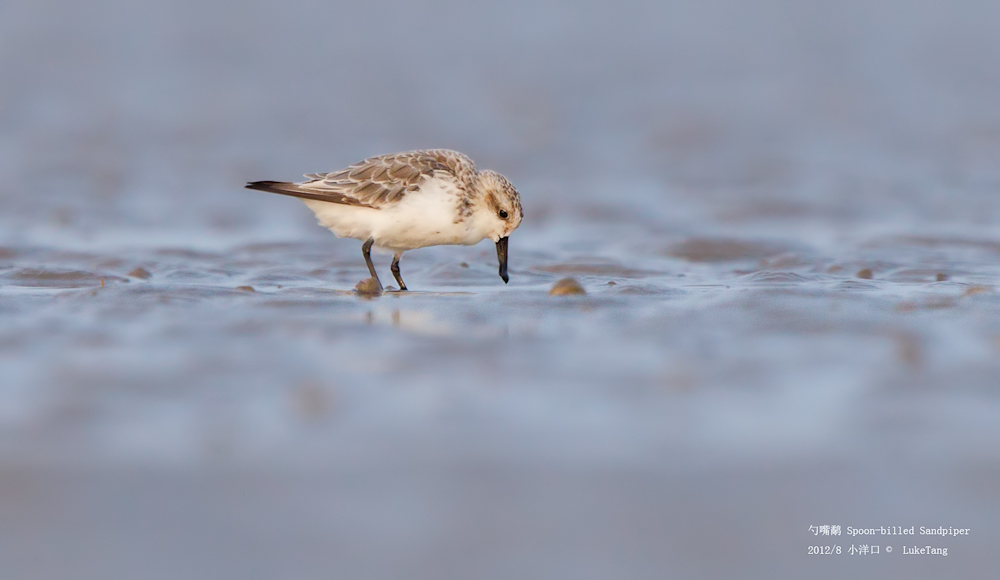 勺嘴鹬 Spoon-billed Sandpiper-2-3.jpg