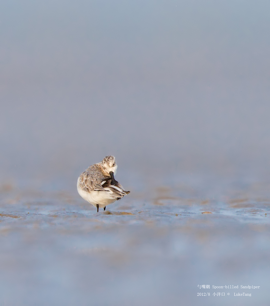 勺嘴鹬 Spoon-billed Sandpiper-2-7.jpg