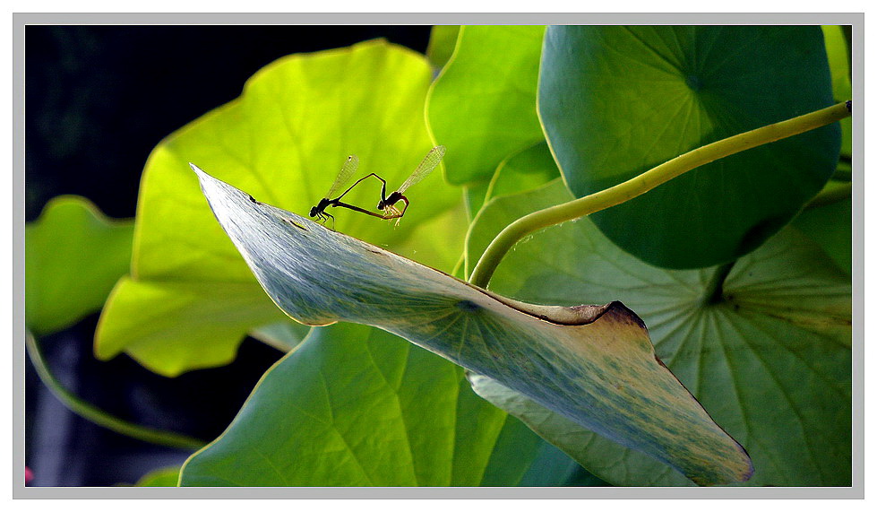 SAM_3111荷叶虫影.jpg