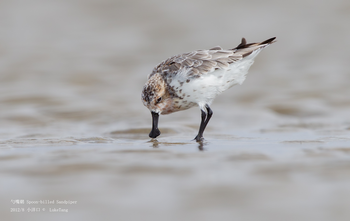 勺嘴鹬 Spoon-billed Sandpiper-16.jpg
