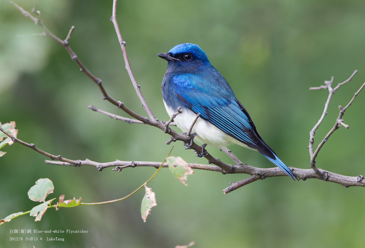 白腹[姬]鹟 Blue-and-white Flycatcher-1.jpg