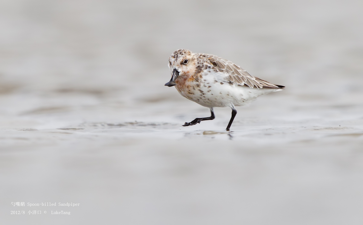 勺嘴鹬 Spoon-billed Sandpiper-13.jpg