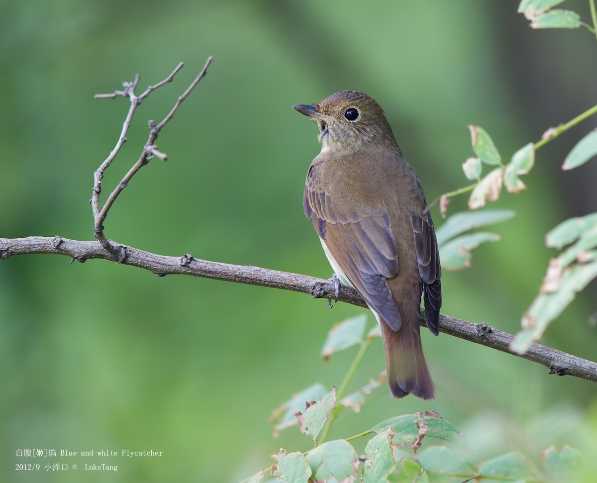 白腹[姬]鹟 Blue-and-white Flycatcher-2.jpg