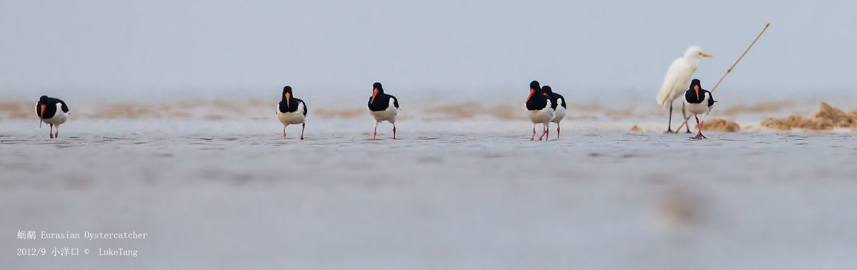 蛎鹬 Eurasian Oystercatcher.jpg