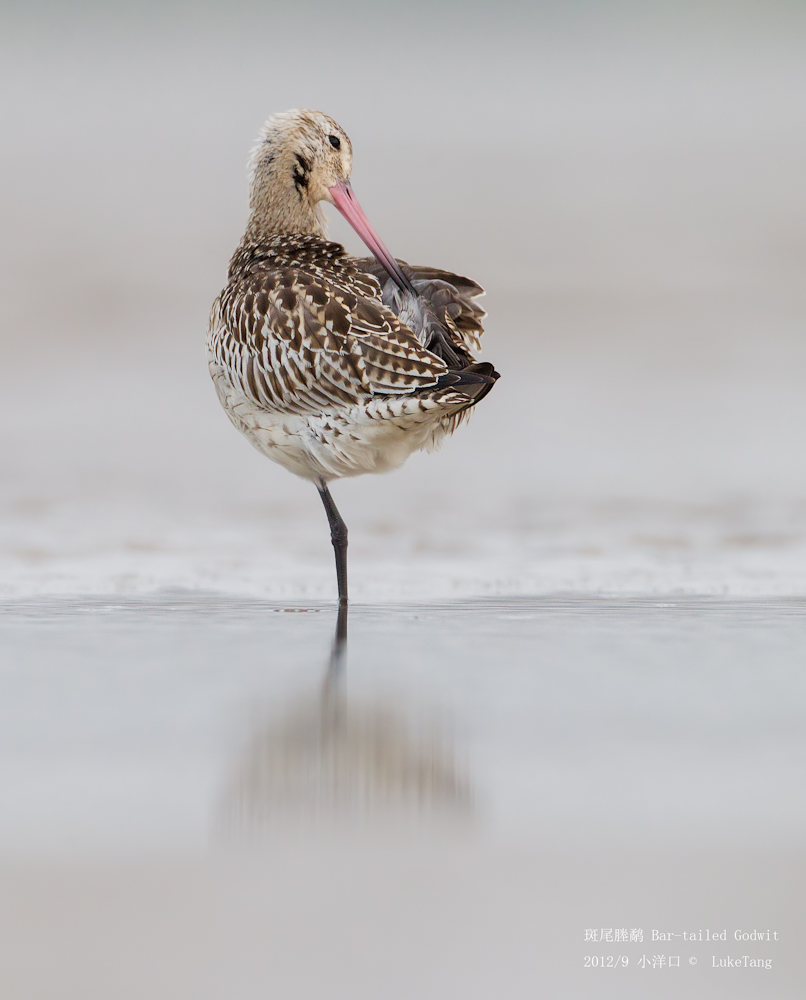 斑尾塍鹬 Bar-tailed Godwit-120923-1.jpg