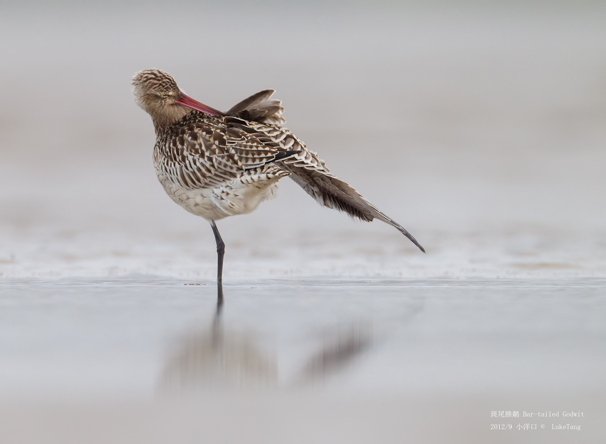 斑尾塍鹬 Bar-tailed Godwit-120923-2.jpg