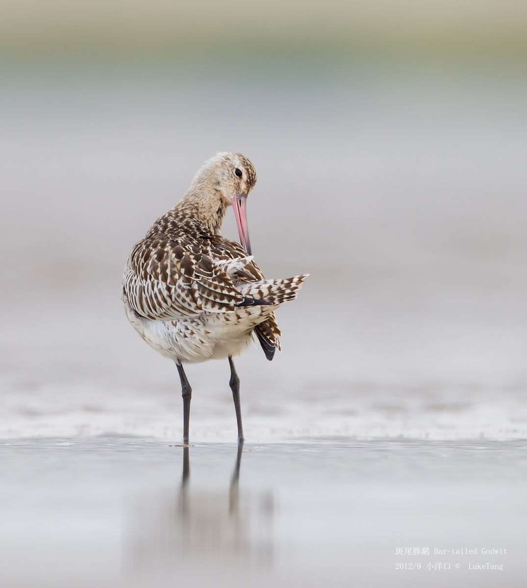 斑尾塍鹬 Bar-tailed Godwit-120923-3.jpg