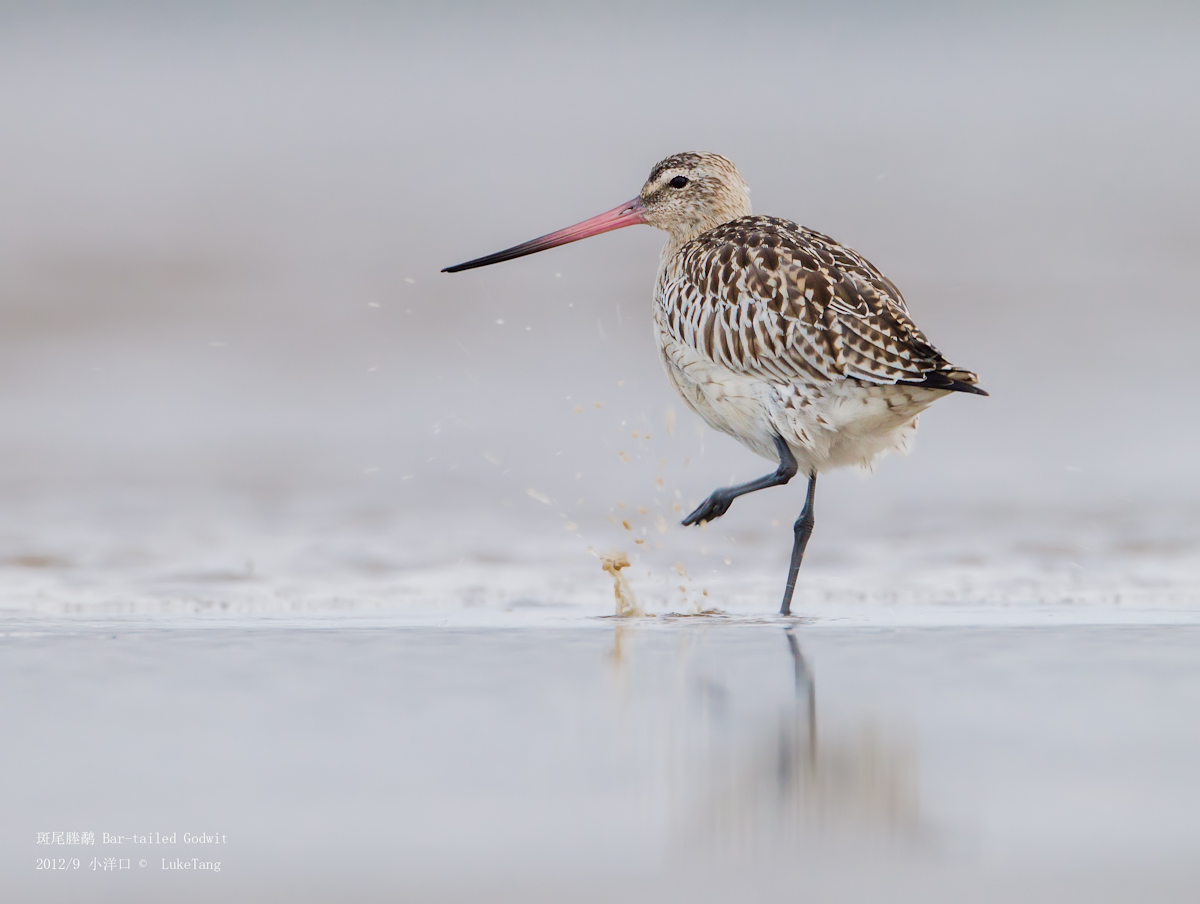 斑尾塍鹬 Bar-tailed Godwit-120923-3.jpg