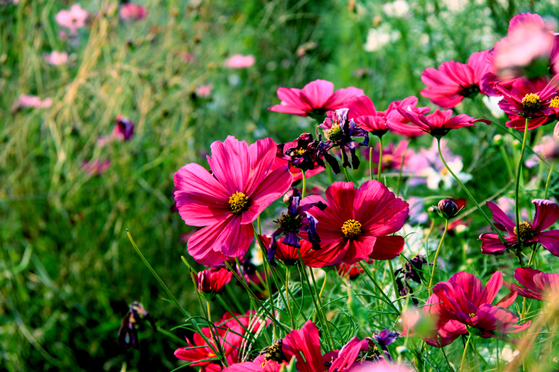 IMG_7806 - 副本.JPG