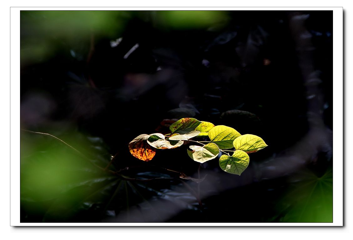 秋天印象 (1).jpg